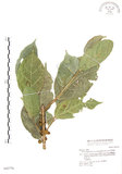 中文名:對葉榕(S042776)學名:Ficus cumingii Miq. var. terminalifolia (Elm.) Sata(S042776)