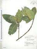 中文名:對葉榕(S042813)學名:Ficus cumingii Miq. var. terminalifolia (Elm.) Sata(S042813)