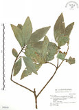 中文名:對葉榕(S042859)學名:Ficus cumingii Miq. var. terminalifolia (Elm.) Sata(S042859)