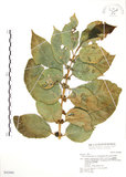 中文名:對葉榕(S042888)學名:Ficus cumingii Miq. var. terminalifolia (Elm.) Sata(S042888)