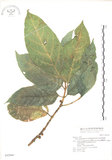 中文名:對葉榕(S042944)學名:Ficus cumingii Miq. var. terminalifolia (Elm.) Sata(S042944)