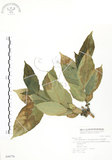 中文名:對葉榕(S046776)學名:Ficus cumingii Miq. var. terminalifolia (Elm.) Sata(S046776)