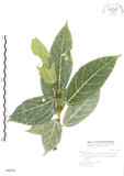 中文名:對葉榕(S046974)學名:Ficus cumingii Miq. var. terminalifolia (Elm.) Sata(S046974)