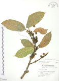 中文名:對葉榕(S048324)學名:Ficus cumingii Miq. var. terminalifolia (Elm.) Sata(S048324)