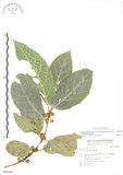 中文名:對葉榕(S048360)學名:Ficus cumingii Miq. var. terminalifolia (Elm.) Sata(S048360)