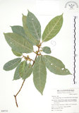 中文名:對葉榕(S049718)學名:Ficus cumingii Miq. var. terminalifolia (Elm.) Sata(S049718)