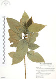 中文名:對葉榕(S049801)學名:Ficus cumingii Miq. var. terminalifolia (Elm.) Sata(S049801)