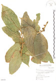 中文名:對葉榕(S050128)學名:Ficus cumingii Miq. var. terminalifolia (Elm.) Sata(S050128)
