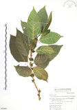 中文名:對葉榕(S050887)學名:Ficus cumingii Miq. var. terminalifolia (Elm.) Sata(S050887)