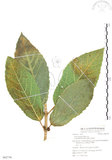 中文名:對葉榕(S062736)學名:Ficus cumingii Miq. var. terminalifolia (Elm.) Sata(S062736)
