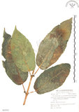 中文名:對葉榕(S062922)學名:Ficus cumingii Miq. var. terminalifolia (Elm.) Sata(S062922)