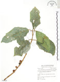 中文名:對葉榕(S062928)學名:Ficus cumingii Miq. var. terminalifolia (Elm.) Sata(S062928)