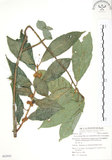 中文名:對葉榕(S062955)學名:Ficus cumingii Miq. var. terminalifolia (Elm.) Sata(S062955)