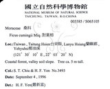 中文名:對葉榕(S065105)學名:Ficus cumingii Miq. var. terminalifolia (Elm.) Sata(S065105)