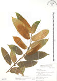 中文名:對葉榕(S065105)學名:Ficus cumingii Miq. var. terminalifolia (Elm.) Sata(S065105)