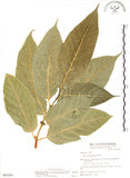 中文名:對葉榕(S065204)學名:Ficus cumingii Miq. var. terminalifolia (Elm.) Sata(S065204)