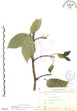 中文名:對葉榕(S066249)學名:Ficus cumingii Miq. var. terminalifolia (Elm.) Sata(S066249)