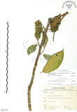 中文名:對葉榕(S066343)學名:Ficus cumingii Miq. var. terminalifolia (Elm.) Sata(S066343)