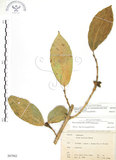 中文名:對葉榕(S067062)學名:Ficus cumingii Miq. var. terminalifolia (Elm.) Sata(S067062)