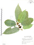 中文名:對葉榕(S067804)學名:Ficus cumingii Miq. var. terminalifolia (Elm.) Sata(S067804)