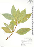 中文名:對葉榕(S067879)學名:Ficus cumingii Miq. var. terminalifolia (Elm.) Sata(S067879)
