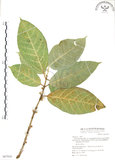 中文名:對葉榕(S067918)學名:Ficus cumingii Miq. var. terminalifolia (Elm.) Sata(S067918)