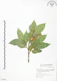 中文名:對葉榕(S067960)學名:Ficus cumingii Miq. var. terminalifolia (Elm.) Sata(S067960)