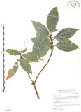 中文名:對葉榕(S068662)學名:Ficus cumingii Miq. var. terminalifolia (Elm.) Sata(S068662)