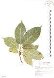 中文名:對葉榕(S068877)學名:Ficus cumingii Miq. var. terminalifolia (Elm.) Sata(S068877)
