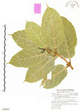 中文名:對葉榕(S080283)學名:Ficus cumingii Miq. var. terminalifolia (Elm.) Sata(S080283)
