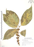 中文名:對葉榕(S085373)學名:Ficus cumingii Miq. var. terminalifolia (Elm.) Sata(S085373)