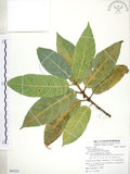 中文名:對葉榕(S085525)學名:Ficus cumingii Miq. var. terminalifolia (Elm.) Sata(S085525)