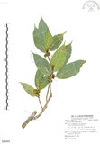中文名:對葉榕(S085605)學名:Ficus cumingii Miq. var. terminalifolia (Elm.) Sata(S085605)