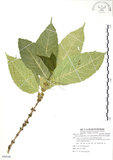 中文名:對葉榕(S088398)學名:Ficus cumingii Miq. var. terminalifolia (Elm.) Sata(S088398)