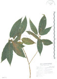 中文名:對葉榕(S090712)學名:Ficus cumingii Miq. var. terminalifolia (Elm.) Sata(S090712)