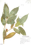 中文名:對葉榕(S090781)學名:Ficus cumingii Miq. var. terminalifolia (Elm.) Sata(S090781)