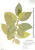 中文名:對葉榕(S091104)學名:Ficus cumingii Miq. var. terminalifolia (Elm.) Sata(S091104)