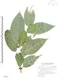 中文名:對葉榕(S092206)學名:Ficus cumingii Miq. var. terminalifolia (Elm.) Sata(S092206)