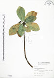 中文名:蔓榕(S001554)學名:Ficus pedunculosa Miq.(S001554)英文名:Island Fig, Lanyu Fig