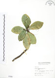 中文名:蔓榕(S001556)學名:Ficus pedunculosa Miq.(S001556)英文名:Island Fig, Lanyu Fig