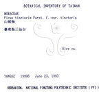 中文名:蔓榕(S030647)學名:Ficus pedunculosa Miq.(S030647)英文名:Island Fig, Lanyu Fig