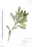 中文名:蔓榕(S091106)學名:Ficus pedunculosa Miq.(S091106)英文名:Island Fig, Lanyu Fig