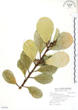 中文名:蔓榕(S092748)學名:Ficus pedunculosa Miq.(S092748)英文名:Island Fig, Lanyu Fig