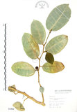 中文名:山豬枷(S001962)學名:Ficus tinctoria Forst. f.(S001962)