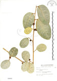 中文名:山豬枷(S002642)學名:Ficus tinctoria Forst. f.(S002642)