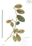 中文名:山豬枷(S005955)學名:Ficus tinctoria Forst. f.(S005955)