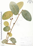 中文名:山豬枷(S014627)學名:Ficus tinctoria Forst. f.(S014627)
