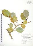 中文名:山豬枷(S031436)學名:Ficus tinctoria Forst. f.(S031436)