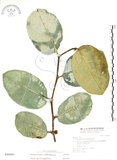 中文名:山豬枷(S046944)學名:Ficus tinctoria Forst. f.(S046944)