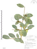 中文名:山豬枷(S050227)學名:Ficus tinctoria Forst. f.(S050227)